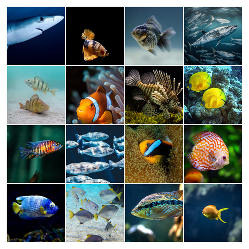 Onderwater fotocollage maken – duikfoto's: maak en bestel premium afdruk met sjablonen
