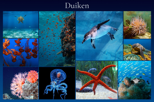Onderwater fotocollage maken – duikfoto's: maak en bestel premium afdruk met sjablonen