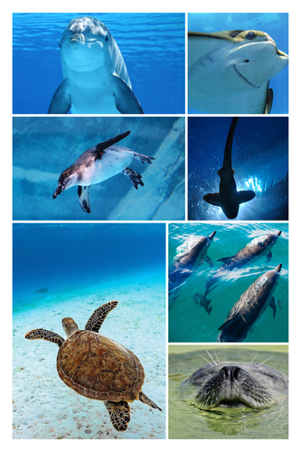 Onderwater fotocollage maken – duikfoto's: maak en bestel premium afdruk met sjablonen