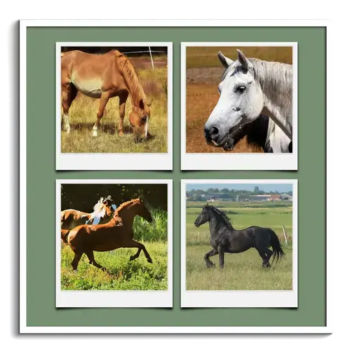 Dierenpolaroid Collage in de Natuur