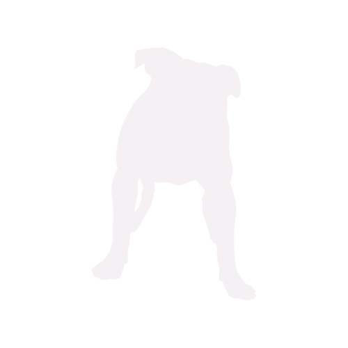 Hondensilhouet American Bully staand
