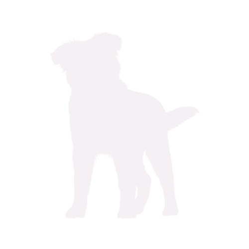 Hondensilhouet Australian Shepherd staand