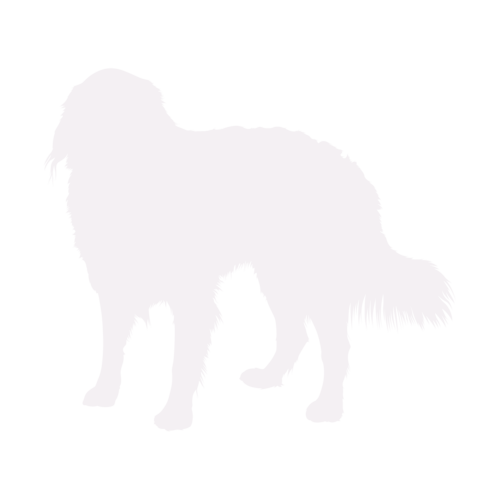 Hondensilhouet Berner Sennenhond staand
