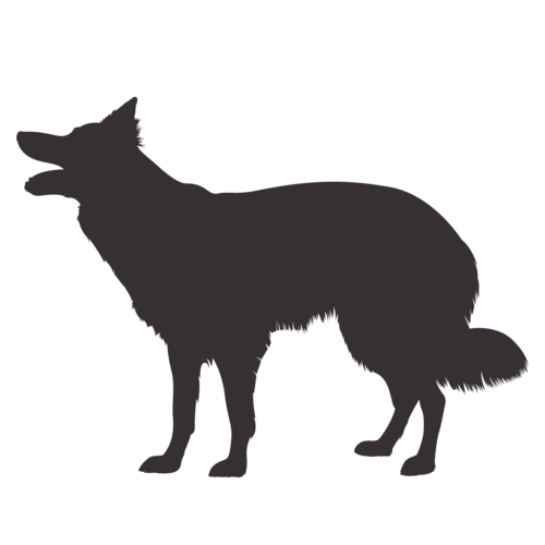 Hondensilhouet Border Collie staand