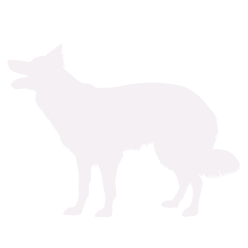 Hondensilhouet Border Collie staand
