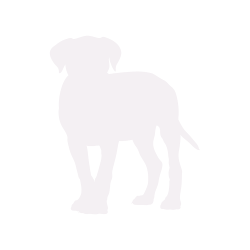 Hondensilhouet Cane Corso staand
