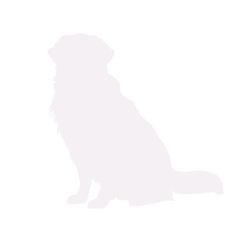 Hondensilhouet Golden Retriever zittend