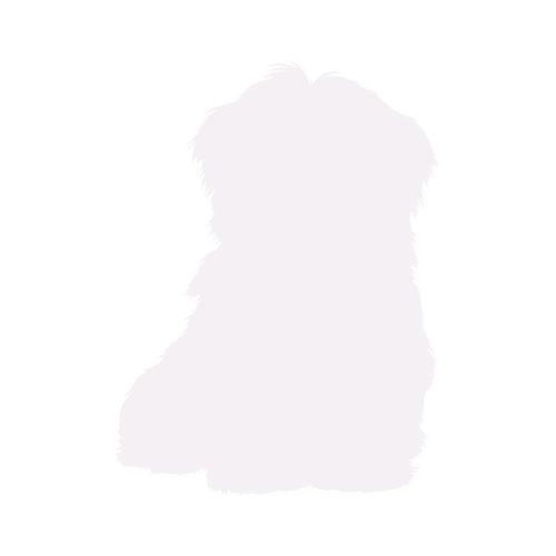 Hondensilhouet Havanezer zittend