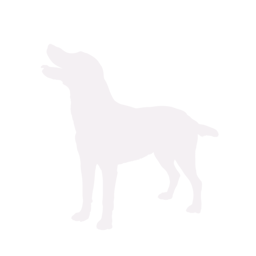 Hondensilhouet Labrador staand