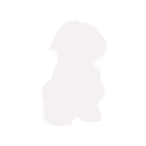 Hondensilhouet Maltezer zittend