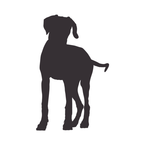 Hondensilhouet Rhodesian Ridgeback staand