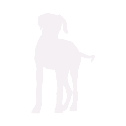 Hondensilhouet Rhodesian Ridgeback staand