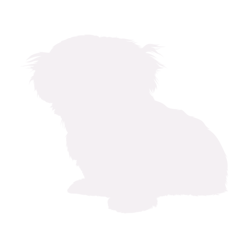 Hondensilhouet Shih Tzu zittend