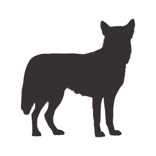 Hondensilhouet Siberische Husky staand