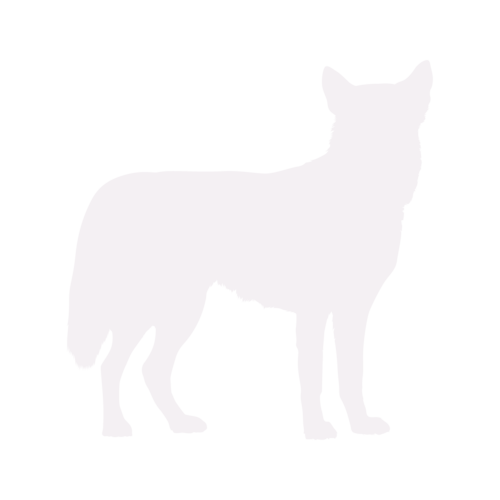 Hondensilhouet Siberische Husky staand