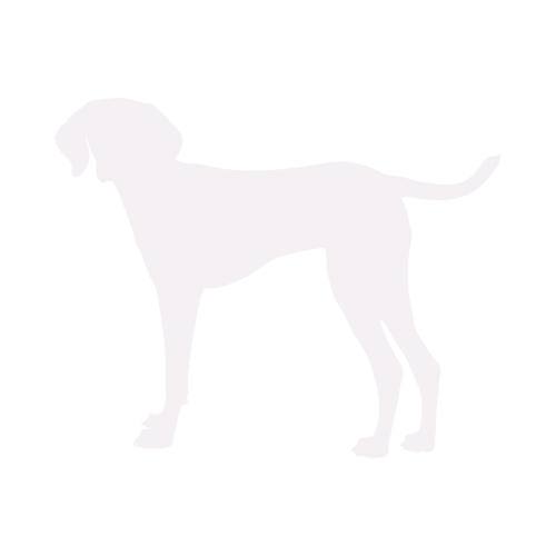 Hondensilhouet Hongaarse Vizsla staand