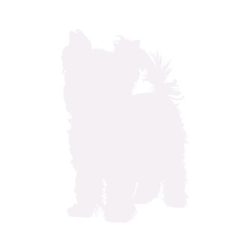 Hondensilhouet Yorkshire Terrier staand